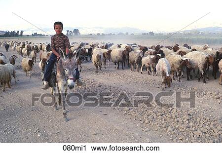 Boy, East, FARMING, HORSE, Horseback View Large Photo Image Stock Image - Boy, East, FARMING, HORSE, Horseback. Fotosearch