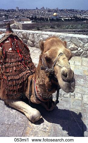 Camel, Distance, DESERT, ANIMAL View Large Photo Image Stock Image - Camel, Distance, DESERT, ANIMAL. Fotosearch