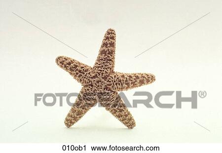 ASTEROIDEA, FIVE, FISH, ECHINODERM, ANIMAL View Large Photo Image Stock Image - ASTEROIDEA, FIVE, FISH, ECHINODERM, ANIMAL. Fotosearch