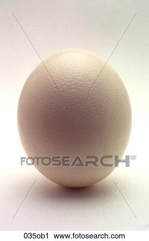 Stock Image - BIRD, Egg, ELIPSE, OBJECT, OBJECTS. Fotosearch