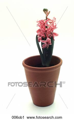 BULB, Clay, FLOWER, HOUSEPLANT, Hyacinth View Large Photo Image Stock Image - BULB, Clay, FLOWER, HOUSEPLANT, Hyacinth. Fotosearch
