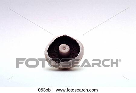 CAP, FAN, FUNGUS, Mushroom View Large Photo Image Stock Image - CAP, FAN, FUNGUS, Mushroom. Fotosearch