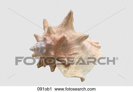 Conch, OBJECTS, OBJECT, LIFE, ANIMAL View Large Photo Image Stock Image - Conch, OBJECTS, OBJECT, LIFE, ANIMAL. Fotosearch