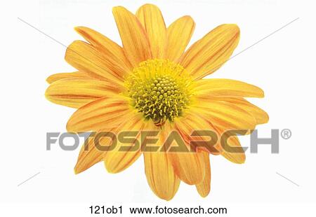 Stock Image - FLORAL, Flower, Golden, Head, Marigold. Fotosearch