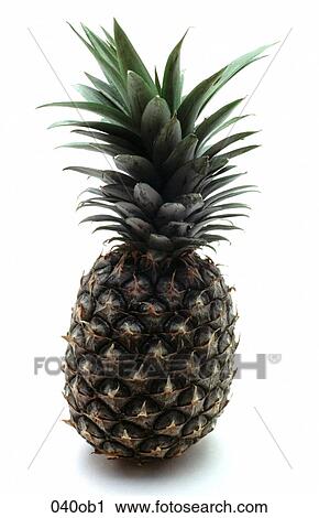 FOOD, FRUIT, GREEN, HEAD, LEAF View Large Photo Image Stock Image - FOOD, FRUIT, GREEN, HEAD, LEAF. Fotosearch