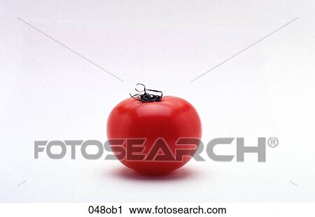 FOOD, FRUIT, OBJECT, OBJECTS, RED View Large Photo Image Stock Image - FOOD, FRUIT, OBJECT, OBJECTS, RED. Fotosearch