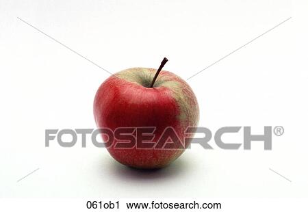 FOOD, Green, FRUIT, Apple View Large Photo Image Stock Image - FOOD, Green, FRUIT, Apple. Fotosearch