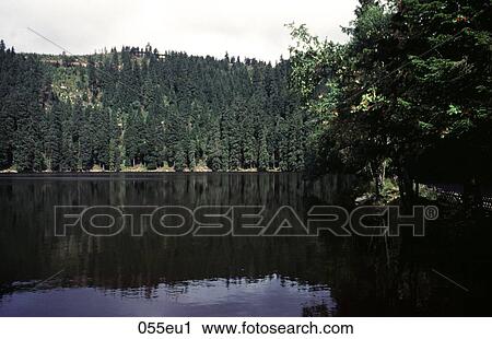 Black, EUROPE, FIR, Forest, Germany View Large Photo Image Stock Image - Black, EUROPE, FIR, Forest, Germany. Fotosearch
