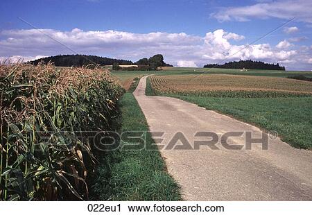Black, FARMING, EUROPE, CORN, AGRICULTURE View Large Photo Image Stock Image - Black, FARMING, EUROPE, CORN, AGRICULTURE. Fotosearch
