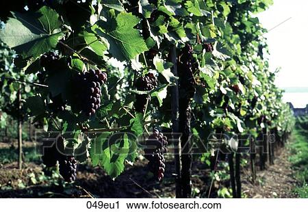 BLACK, Germany, FOOD, EUROPE, AGRICULTURE View Large Photo Image Stock Image - BLACK, Germany, FOOD, EUROPE, AGRICULTURE. Fotosearch