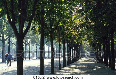 Champs-Elysees, France, Chestnut, Avenue View Large Photo Image Stock Image - Champs-Elysees, France, Chestnut, Avenue. Fotosearch
