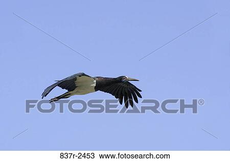 Abdim Stork View Large Photo Image Stock Image - Abdim Stork. Fotosearch