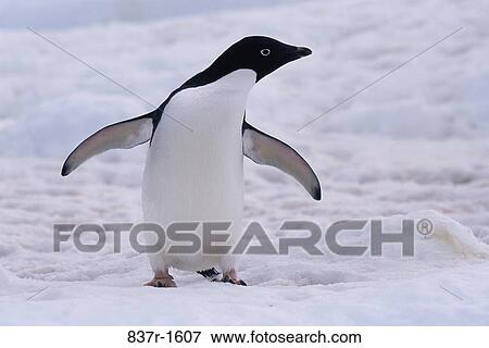 Adelie Penguin View Large Photo Image Stock Photo - Adelie Penguin. Fotosearch