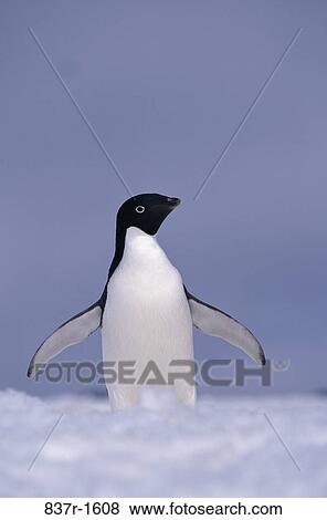 Adelie Penguin View Large Photo Image Stock Photo - Adelie Penguin. Fotosearch