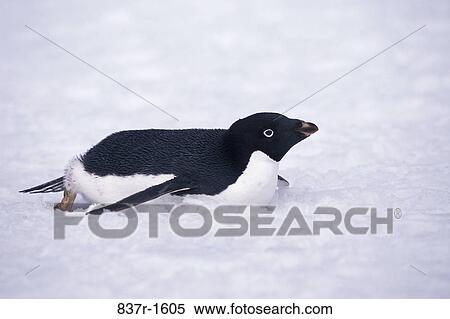 Adelie Penguin View Large Photo Image Stock Photography - Adelie Penguin. Fotosearch