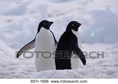 Stock Photograph - Adelie Penguins. Fotosearch