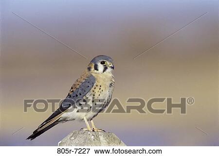 Stock Photo - American Kestrel. Fotosearch