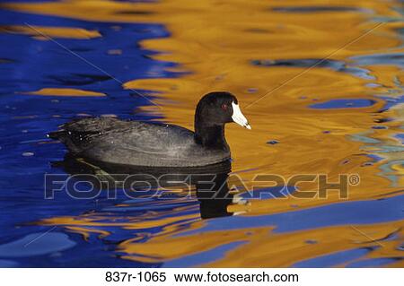 Americat Coot View Large Photo Image Stock Photography - Americat Coot. Fotosearch