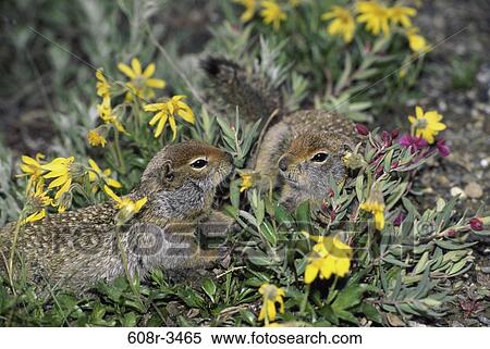 Arctic Ground Squirrels View Large Photo Image Stock Photography - Arctic Ground Squirrels. Fotosearch