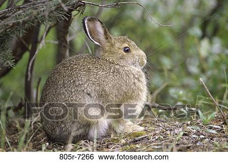 Arctic Hare View Large Photo Image Stock Photograph - Arctic Hare. Fotosearch