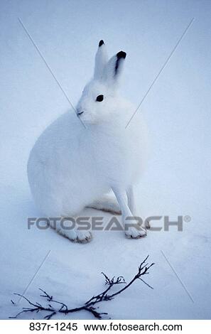 Stock Photography - Arctic Hare. Fotosearch