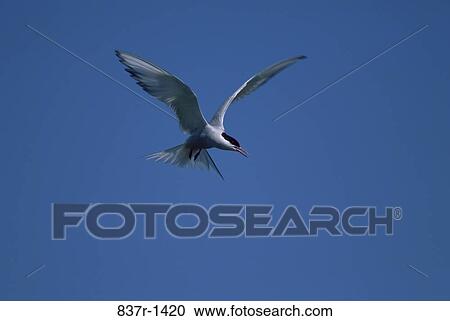 Arctic Tern View Large Photo Image Stock Image - Arctic Tern. Fotosearch