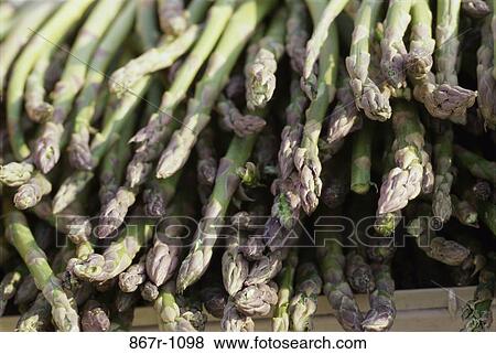 Asparagus View Large Photo Image Stock Photo - Asparagus. Fotosearch