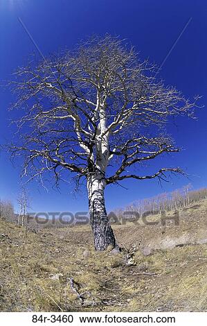 Stock Image - Aspen Tree, Utah, USA. Fotosearch