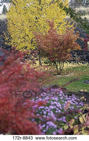 , autumn, flowers, trees, nature, garden, scenic View Large Photo Image Stock Image - , autumn, flowers, trees, nature, garden, scenic. Fotosearch