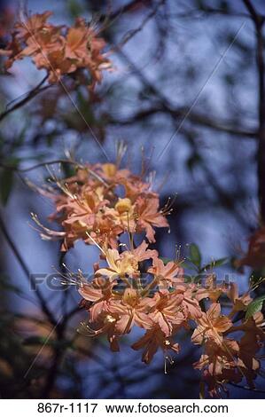 Azaleas View Large Photo Image Stock Photo - Azaleas. Fotosearch