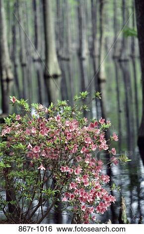Azaleas View Large Photo Image Stock Photograph - Azaleas. Fotosearch