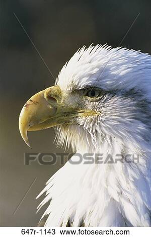 Bald Eagle View Large Photo Image Stock Image - Bald Eagle. Fotosearch