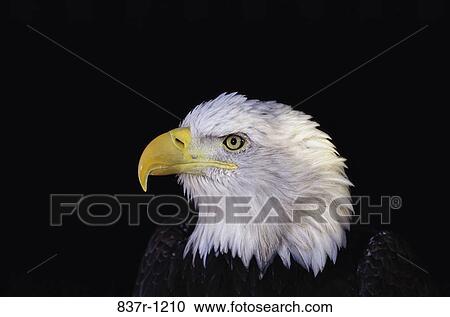 Bald Eagle View Large Photo Image Stock Image - Bald Eagle. Fotosearch