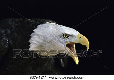 Bald Eagle View Large Photo Image Stock Image - Bald Eagle. Fotosearch