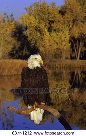 Bald Eagle View Large Photo Image Stock Image - Bald Eagle. Fotosearch