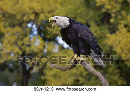 Bald Eagle View Large Photo Image Stock Image - Bald Eagle. Fotosearch