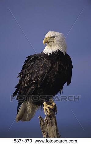 Stock Image - Bald Eagle. Fotosearch