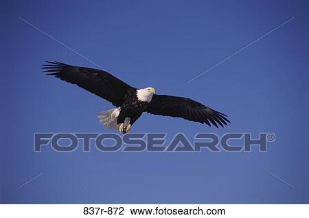 Bald Eagle View Large Photo Image Stock Image - Bald Eagle. Fotosearch