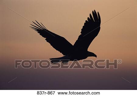 Bald Eagle View Large Photo Image Stock Photo - Bald Eagle. Fotosearch