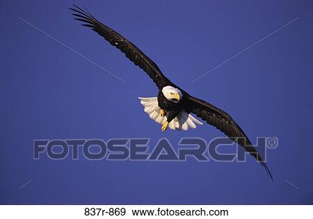 Bald Eagle View Large Photo Image Stock Photo - Bald Eagle. Fotosearch