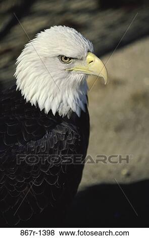Bald Eagle View Large Photo Image Stock Photo - Bald Eagle. Fotosearch
