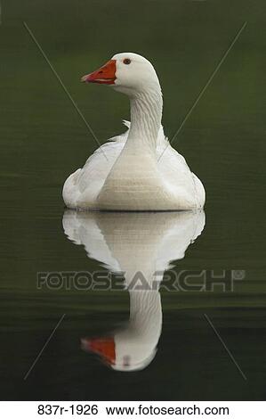 beak, reflection, swim, floating, water, ripples, graceful View Large Photo Image Stock Photograph - beak, reflection, swim, floating, water, ripples, graceful. Fotosearch