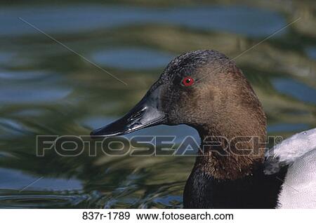beak, swim, duck, floating, water, profile View Large Photo Image Stock Photo - beak, swim, duck, floating, water, profile. Fotosearch