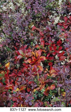 Bearberry, Crowberry View Large Photo Image Stock Photo - Bearberry, Crowberry. Fotosearch