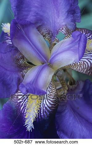 Bearded Iris View Large Photo Image Stock Photo - Bearded Iris. Fotosearch