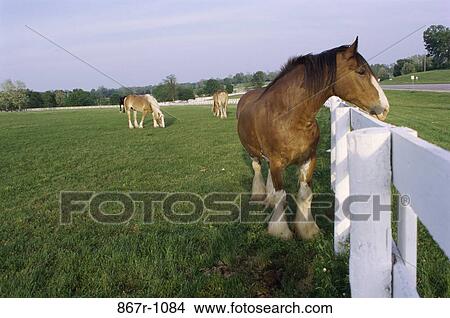 Belgium Draft Horses View Large Photo Image Picture - Belgium Draft Horses. Fotosearch
