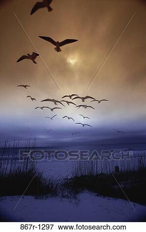 birds, sunset, beach, tranquility, sunrise, Ocean sunset View Large Photo Image Stock Photo - birds, sunset, beach, tranquility, sunrise, Ocean sunset. Fotosearch