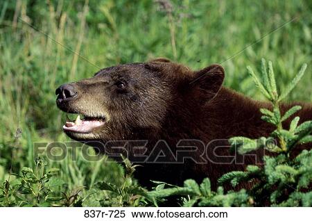 Black Bear View Large Photo Image Stock Photography - Black Bear. Fotosearch