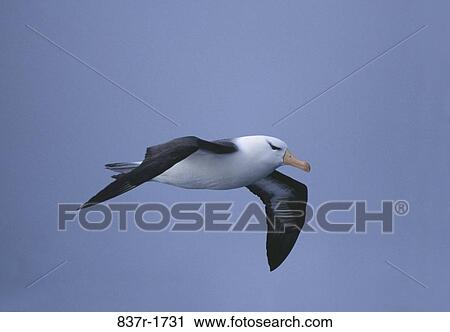 Black-Browed Albatross View Large Photo Image Stock Image - Black-Browed Albatross. Fotosearch