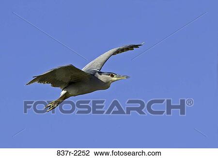 Black-crowned Night Heron View Large Photo Image Stock Image - Black-crowned Night Heron. Fotosearch